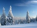 Snow-covered Pines