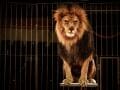 Lion Tamer