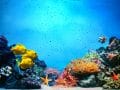 Coral Reef