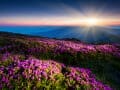 Wild Flower Field