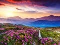 Purple Mountains