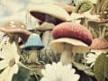 Mushroom Patch