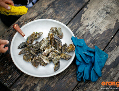 Hog Island Oyster Farm tour