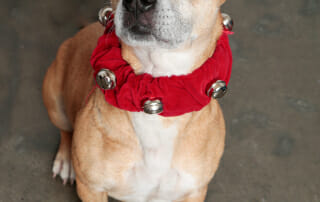 Bright Eyes - 5.5 year old Welsh Corgi mix