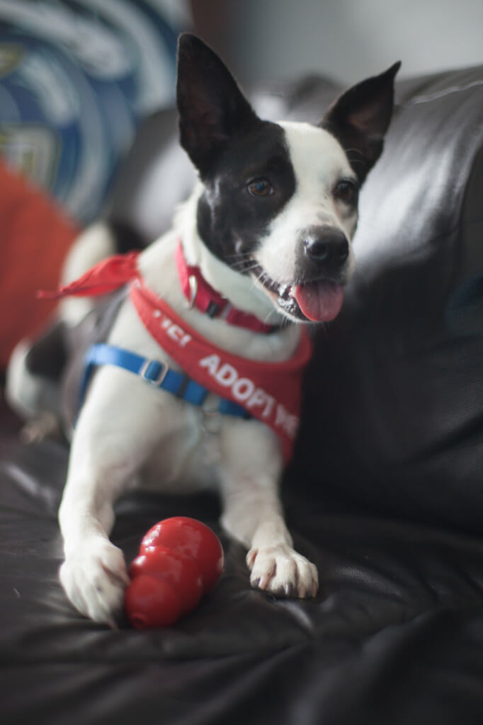 Danielle on couch with kong filled with treats