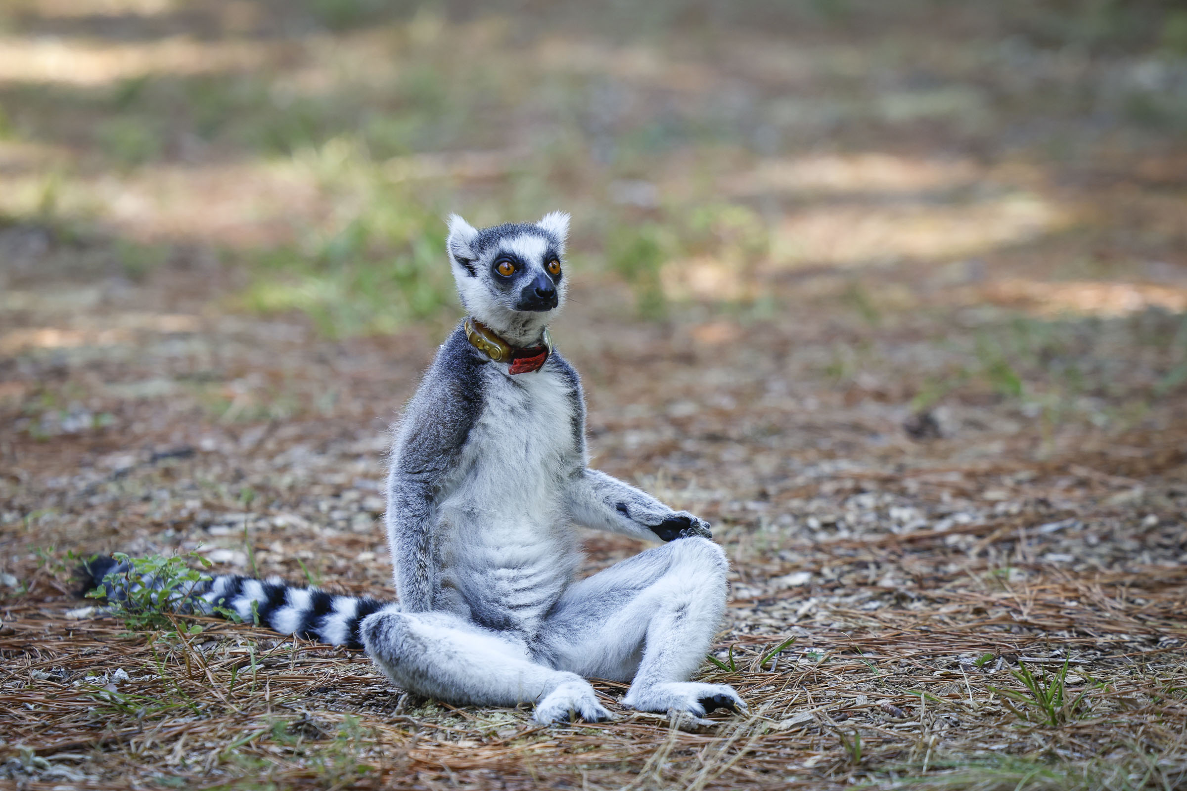 Ring Tailed Lemur at the Duke Lemur Center