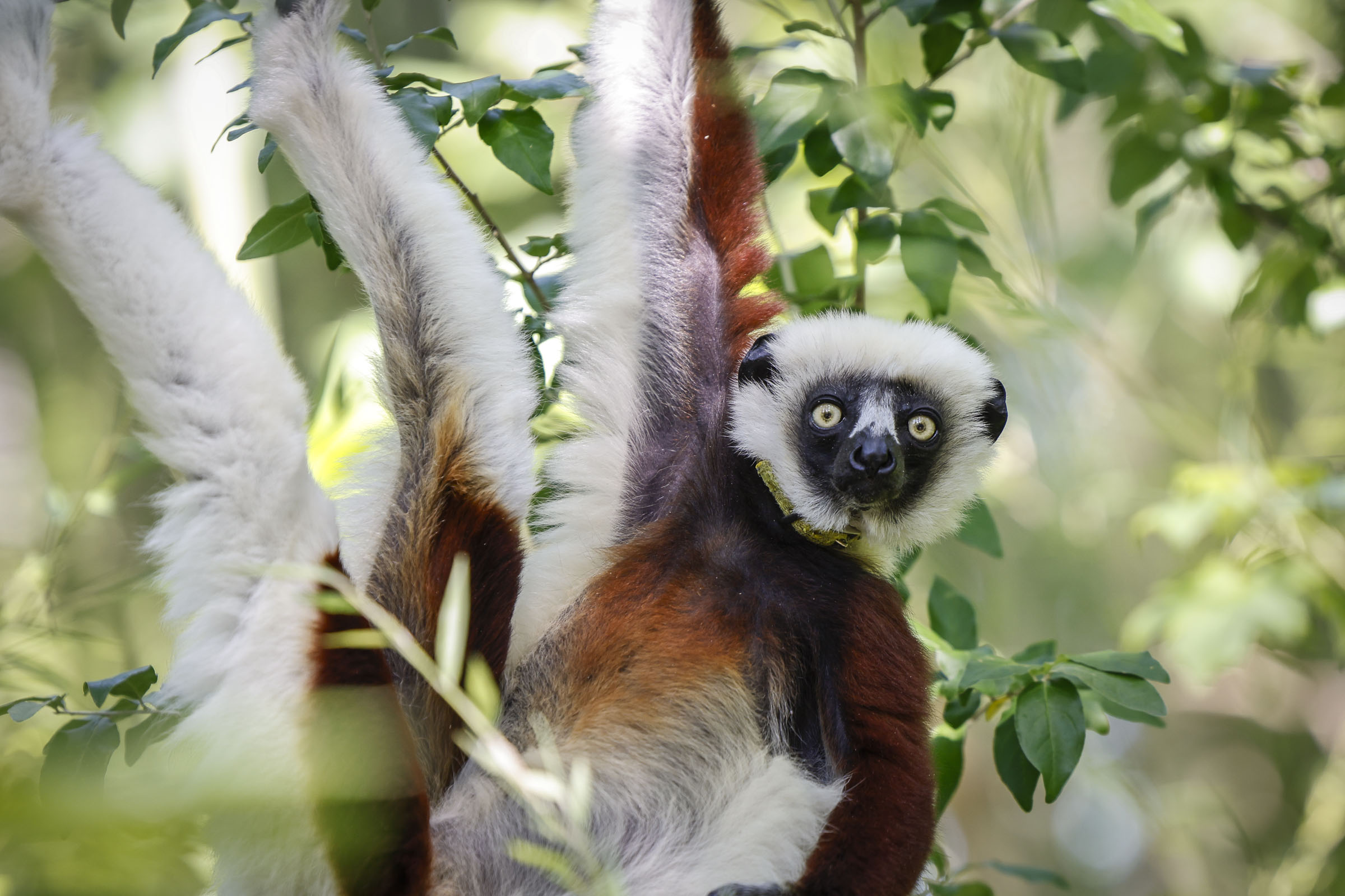 Sifaka at the Duke Lemur Center