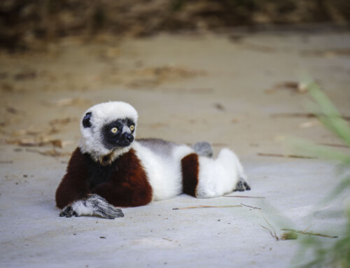 Non-Profit Showcase: Duke Lemur Center