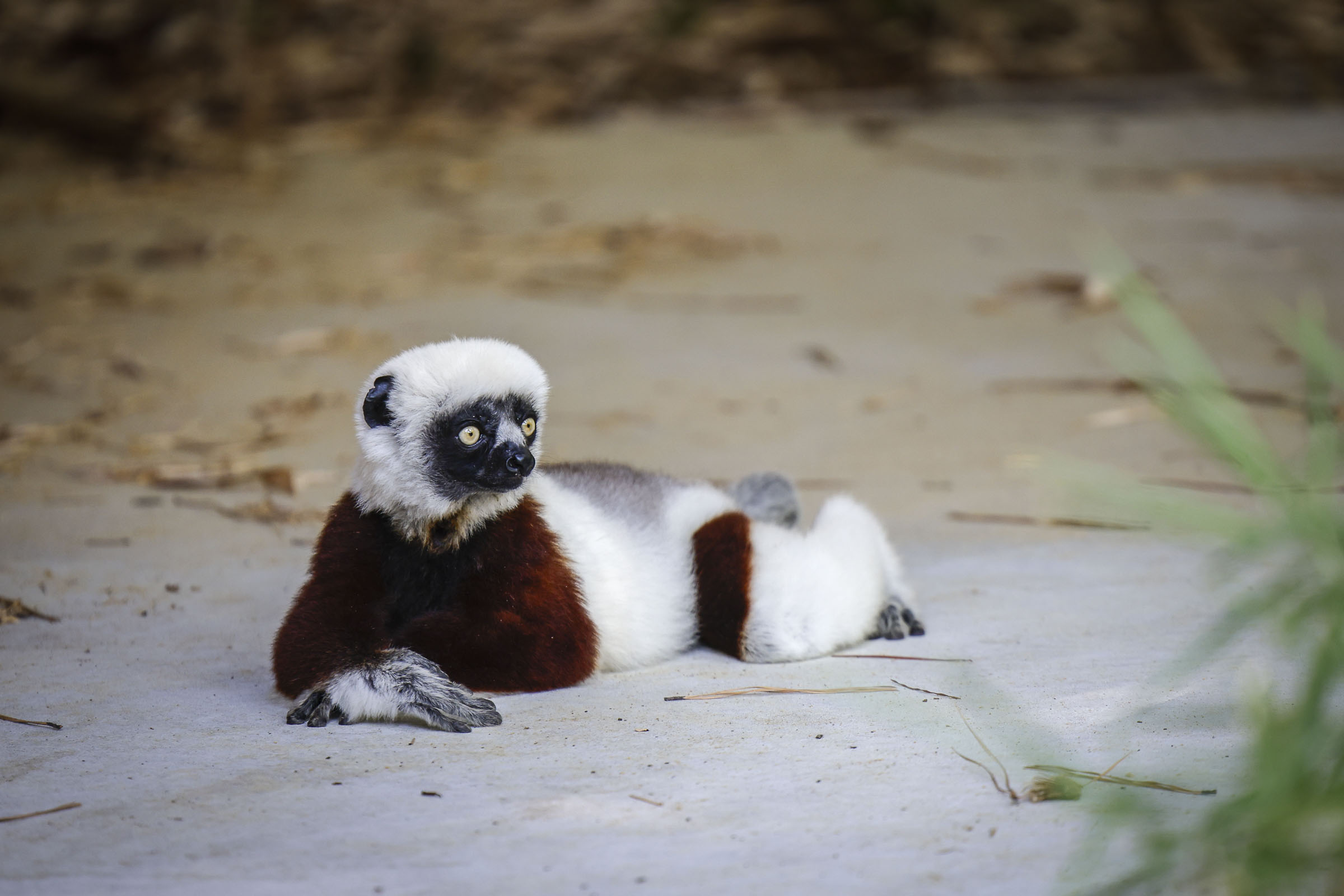 Sifaka at the Duke Lemur Center