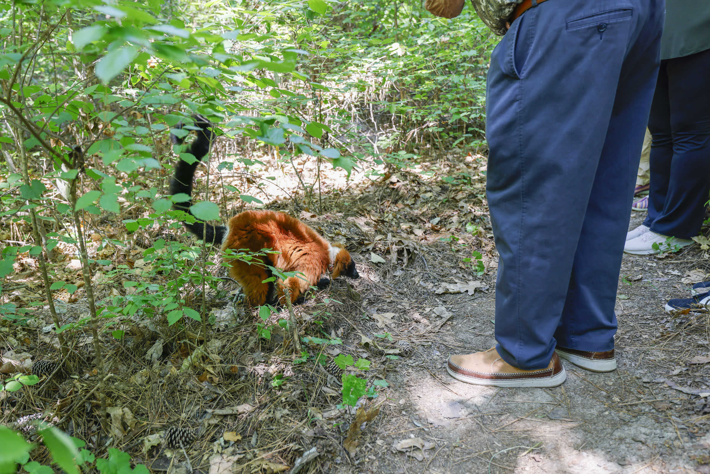 Duke Lemur Center - Walking with lemurs tour